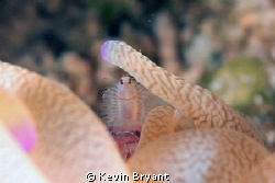 Pillow Pants? Night dive in the Bahamas. We had watched C... by Kevin Bryant 